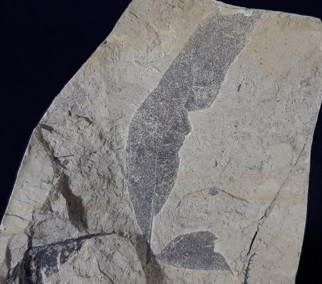 Quercus rhenana (KRAUSEL & WEYLAND 1950) - Bild © FossNet FossilienStore